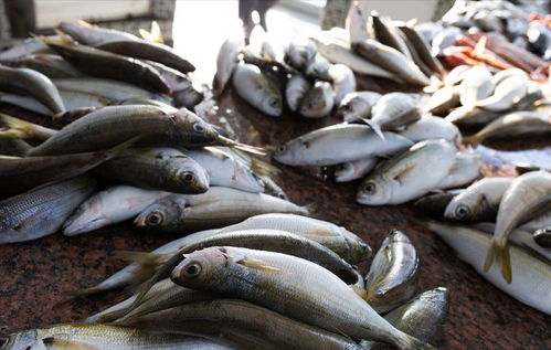 豬價重挫引發連鎖反應 豬肉、雞蛋、魚價齊跌，農產品市場迎來調整期